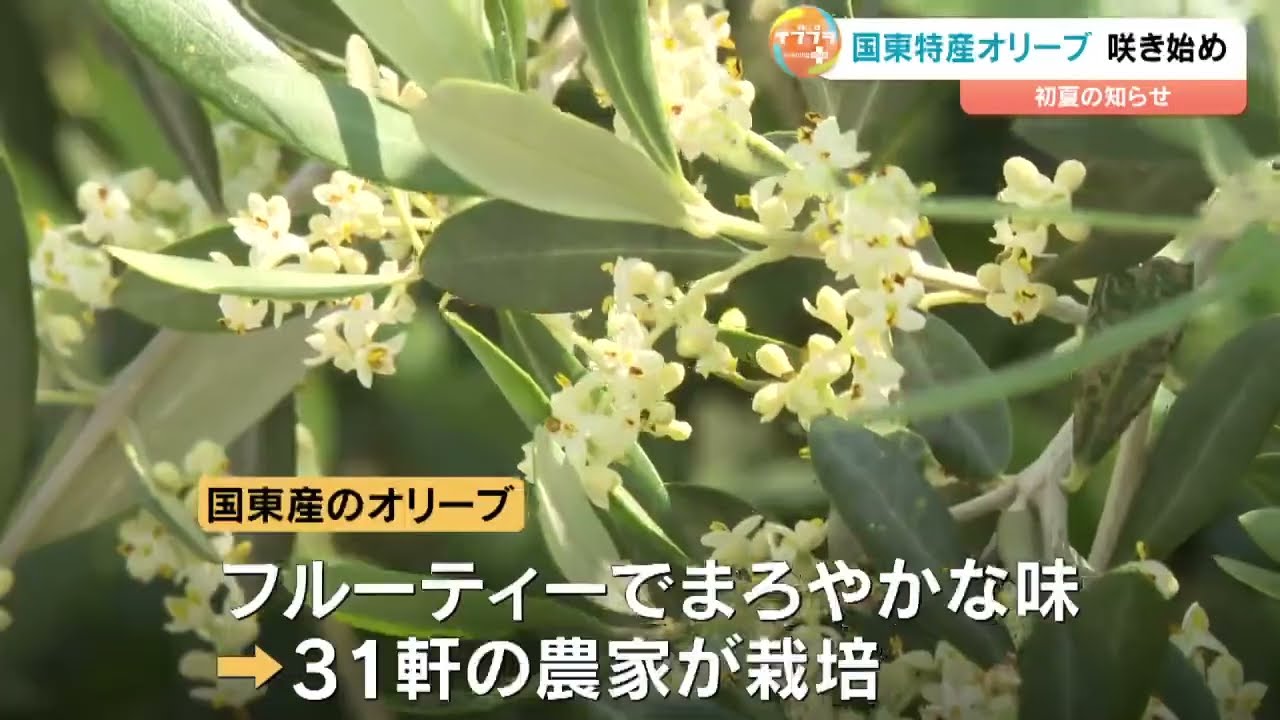 メディア掲載】大分放送「4500本のオリーブ 可憐な小さな花が咲き